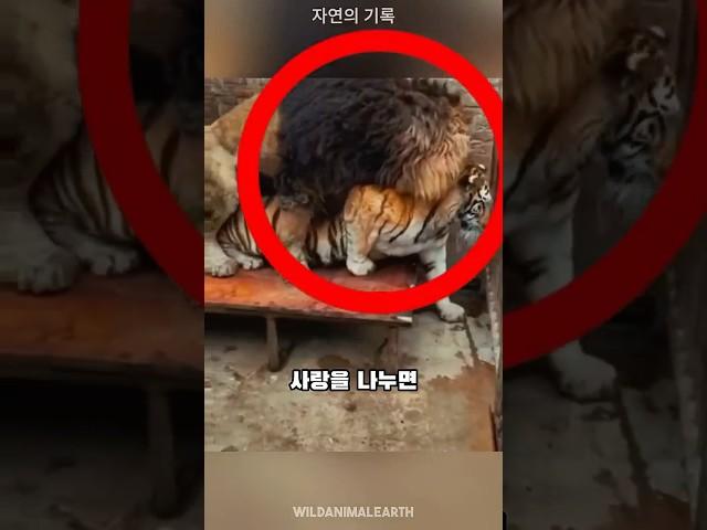 라이거는 세계에서 가장 큰 고양잇과 동물입니다.
