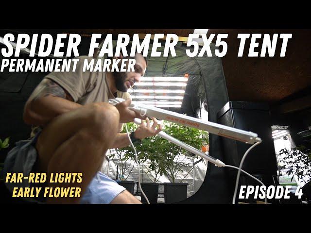 Early Flower, Deep-Red GlowR40 Light, Clones - Spider Farmer 5x5 Tent Ep4