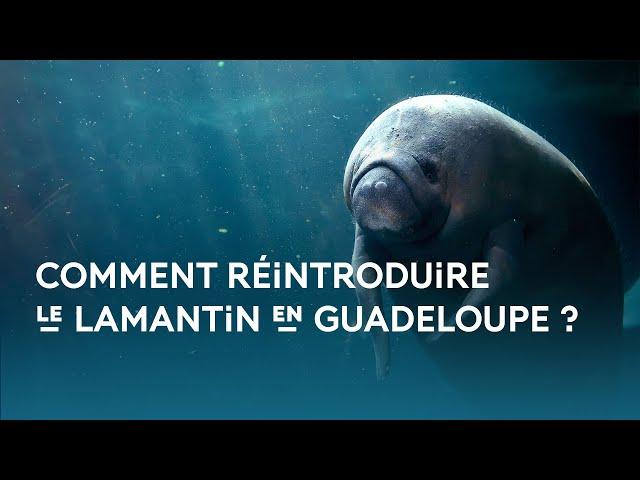 Comment réintroduire le lamantin en Guadeloupe ?