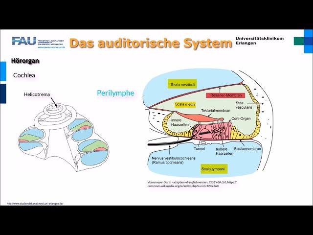 Neurophysiologie ─ Das auditorische System