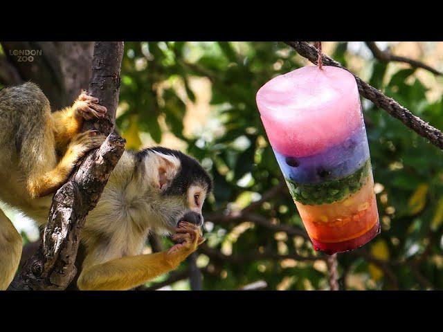 We're celebrating Pride at London Zoo
