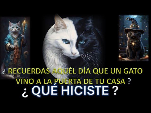 ¿RECUERDAS AQUEL DÍA QUE UN GATO VINO A LA PUERTA DE TU CASA?¿QUÉ HICISTE?