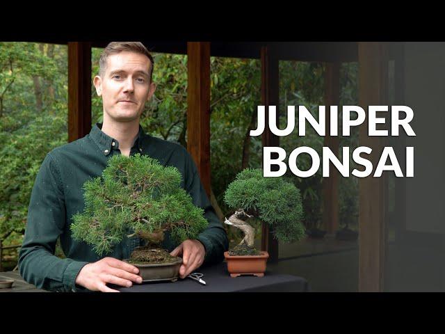 Juniper Bonsai tree care