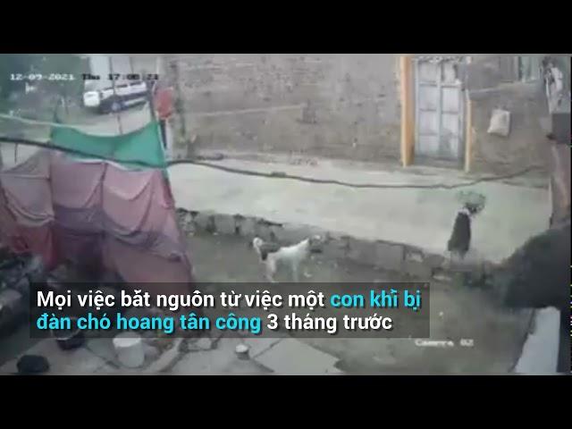 Xôn xao vụ đàn khỉ giết sạch chó trong làng để trả thù ở Ấn Độ