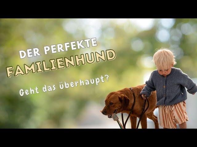 Der perfekte Familienhund. Worauf Du achten musst, damit es klappt!