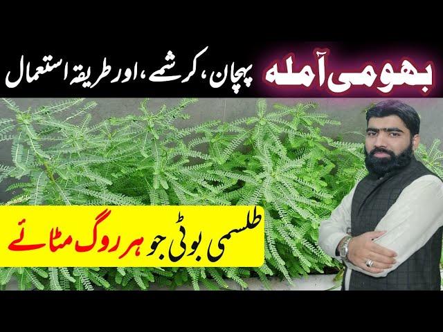 bhumi amla ke fayde | uses of bhomi amla | bhumi amla ki pehchan or fayde