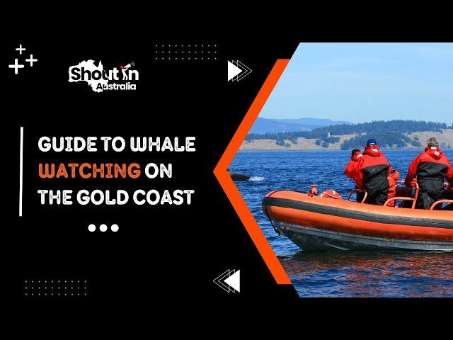 Guide to Whale Watching on the Gold Coast | 2024 | Shout N Austraila