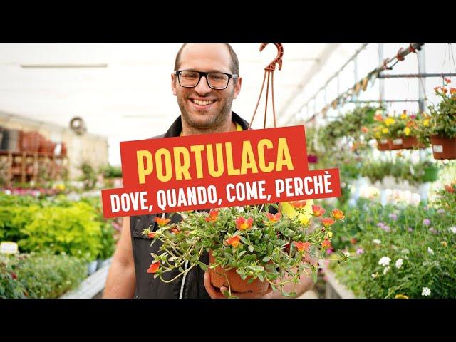 Portulaca: Dove, Quando, Come e Perché della Pianta adatta a Tutti