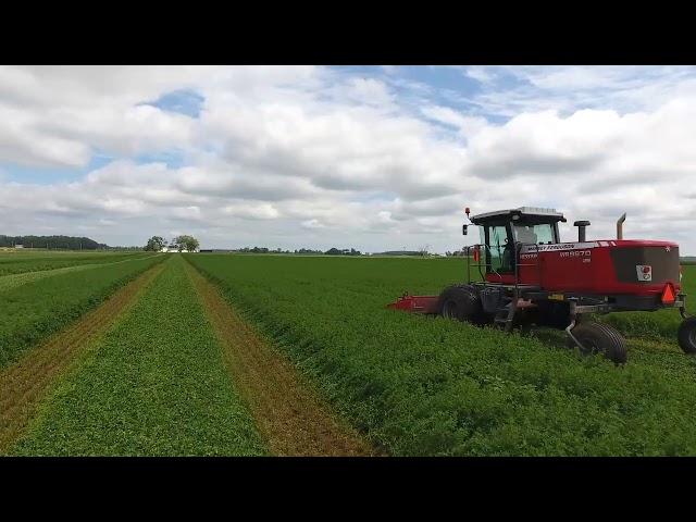 Mowing Alfalfa Hay With Massey Ferguson Windrowers