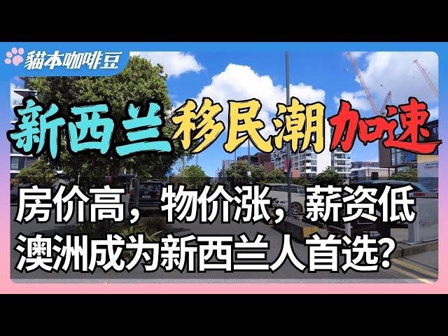 移民澳洲还是留在新西兰？新西兰迎来前所未有的移民潮 | 从薪资到医疗，政策、经济和生活质量的全面对比 | 澳洲与新西兰移民生活深度分享 | 奥克兰 | 猫本咖啡豆