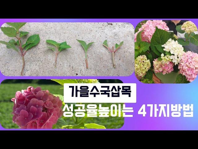 수국삽목 성공률 높이는 수국삽수 채취 4가지 방법!!!
