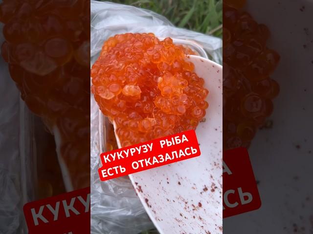 Такой рыбалки нам НЕ НУЖНО!!! #рыбалка