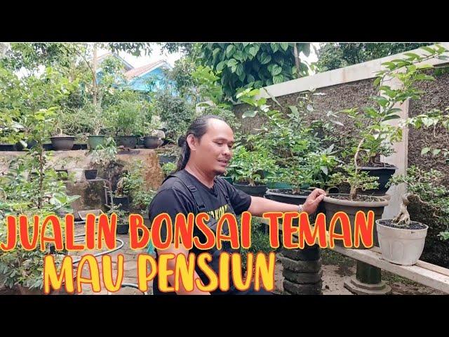 jualin bonsai koleksi teman || harga murmer