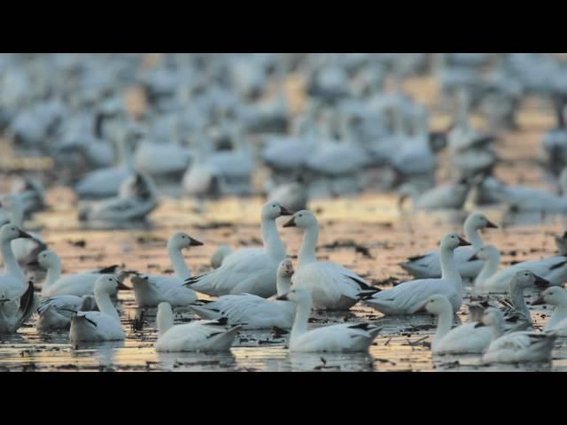 Through the Lens: Snow Goose Migration