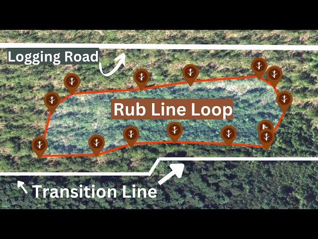 How Bucks Move Through Clear Cuts