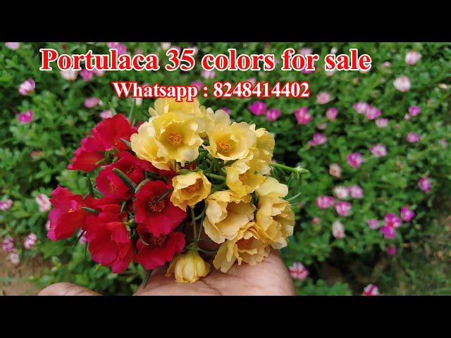 Table rose - #Portulaca - Pathumani - Online sale  -80 colors Available - Whatsapp : 8248414402