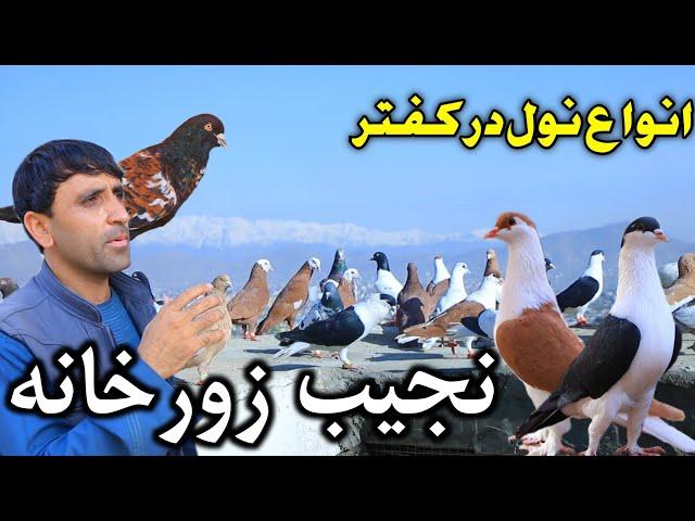 با نجیب الله زورخانه- اصلاح و بهترین نول در کفتر های اصیل افغانستان | With Najibullah Zorkhana