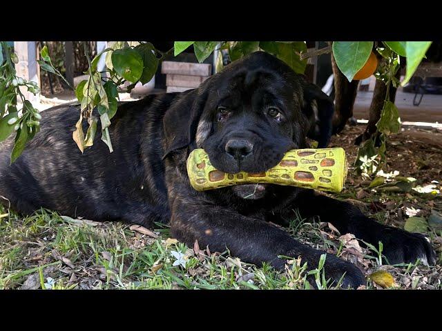 American Molossus daily play