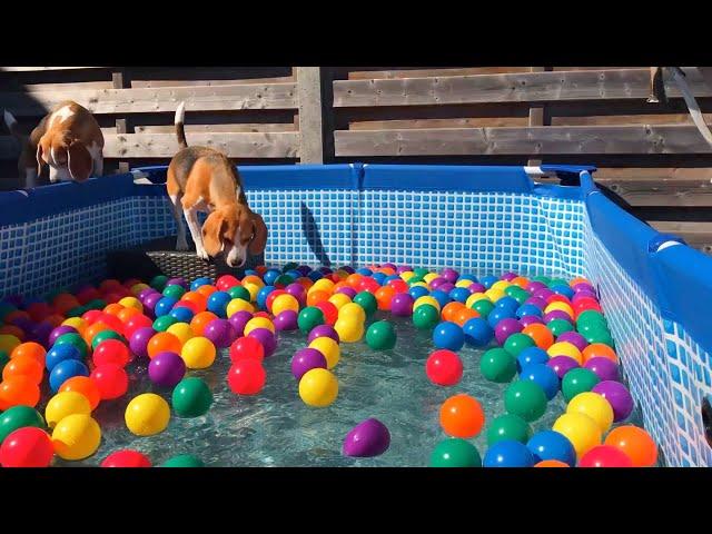 Surprise! Beagles Get a Ball Pit Pool Party!