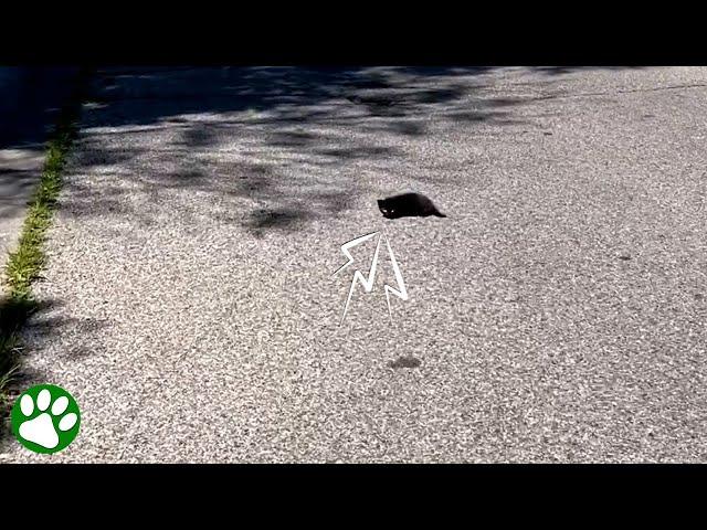 Couple sees tiny black spot in the middle of the road