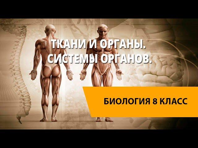 Ткани и органы. Системы органов