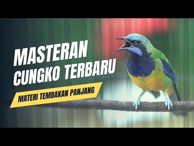 masteran cucak cungkok terbaru panjang panjang