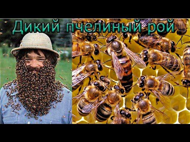 Дикий пчелиный рой. Wild bee swarm.