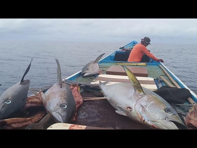 Panen ikan tuna kawan.allhamdulilah