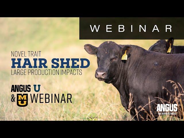 Hair Shed | WEBINAR - May, 28, 2024