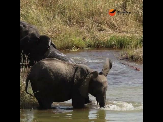 Kruger Pool Party with a menacing twist!  #wildlife #krugersafari #krugerparksafari #elephant