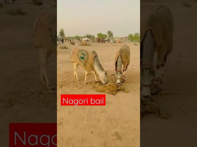 #nagori bail #bailrace