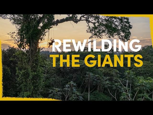 Our plan to reconnect the giants of the Amazon