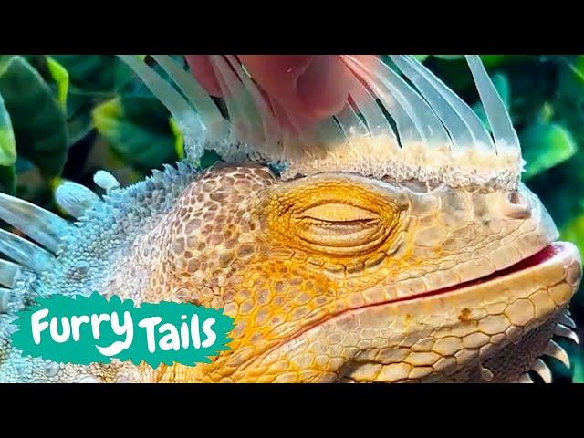 Iguana Shedding ASMR  | Furry Tails