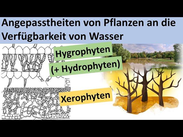 Xerophyten, Hydrophyten,  Hygrophyten - Angepasstheit von Pflanzen an die Verfügbarkeit von Wasser