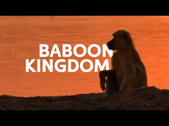 Africa's Golden Baboons Fighting Against The Perils Of Life | Wildlife Documentary