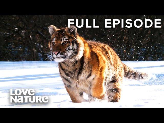 Surviving Siberia: The Hardiest Animals on Earth | Siberia's Wildest Year