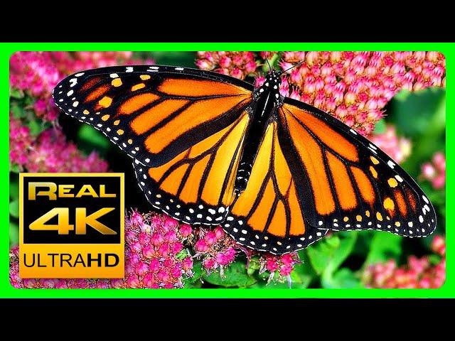 The Best Relaxing Garden in 4K - Butterflies, Birds and Flowers 2 hours - 4K UHD Screensaver