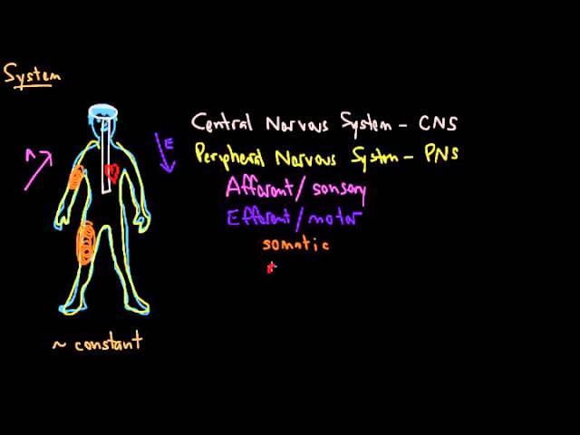 Organization of the Nervous System