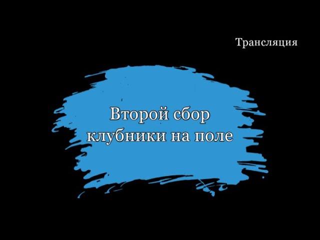 Второй сбор клубники на полебольше 40 человек на поле | трансляция 25.05