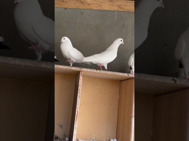 My beautiful pigeons in sowdi arabia