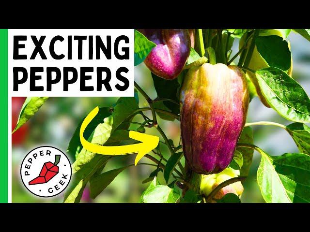 The Most Exciting Peppers For 2024..