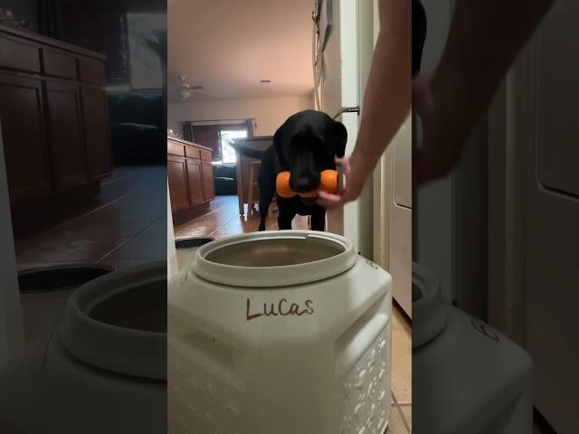 Snack Time! Load it up! #labrador #puppylife #dogshorts