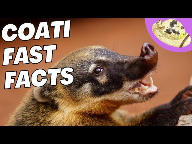 5 Fast Coati Facts | Amazing Animals