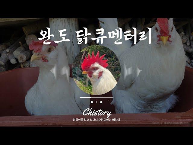 완도 며느리의 닭큐멘터리(Chistory)