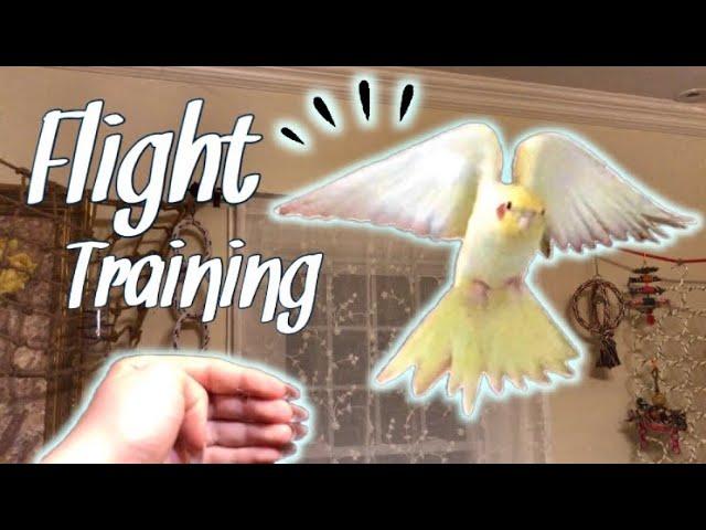 How to Teach Your Bird to Fly to You! | Parrot Flight Recall Training