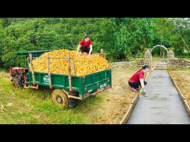 Use Trucks To Transport Corn - Rebuild The Concrete Road From The Gate To The Stone House