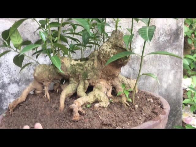 CÂY NGỌC ANH BONSAI QUÁI - THAY CHẬU CHƠI HOA ĐẸP