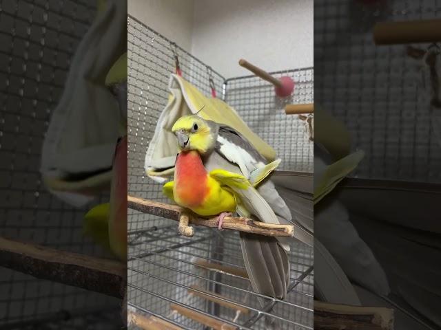 Lutino cockatiel and African love bird cross breeding #explore #birds #cocketiel #talesoftiels #vlog