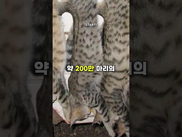 200만 마리의 길고양이가 호주에서 사냥당한 이유