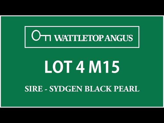 Wattletop Angus Lot 4 M15